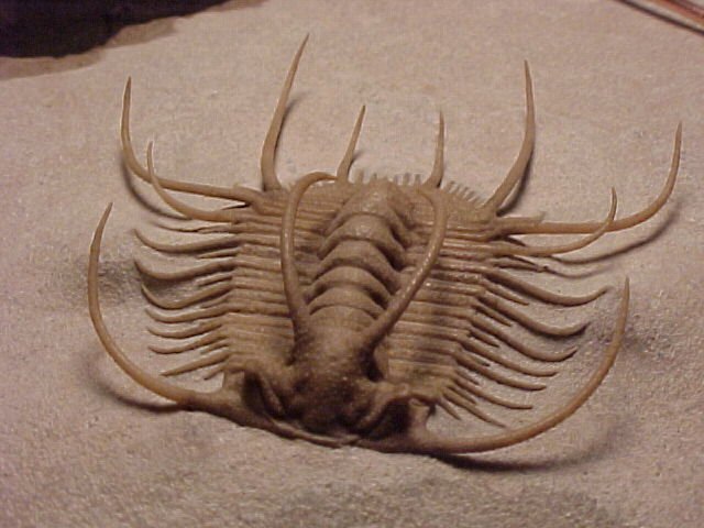 Boedaspis ensifer Trilobite