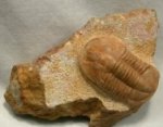 Niobe laeviceps Russian Asaphid Trilobite