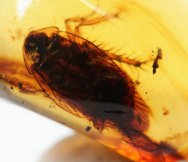 Cockroach in Cretaceous Fossil Amber
