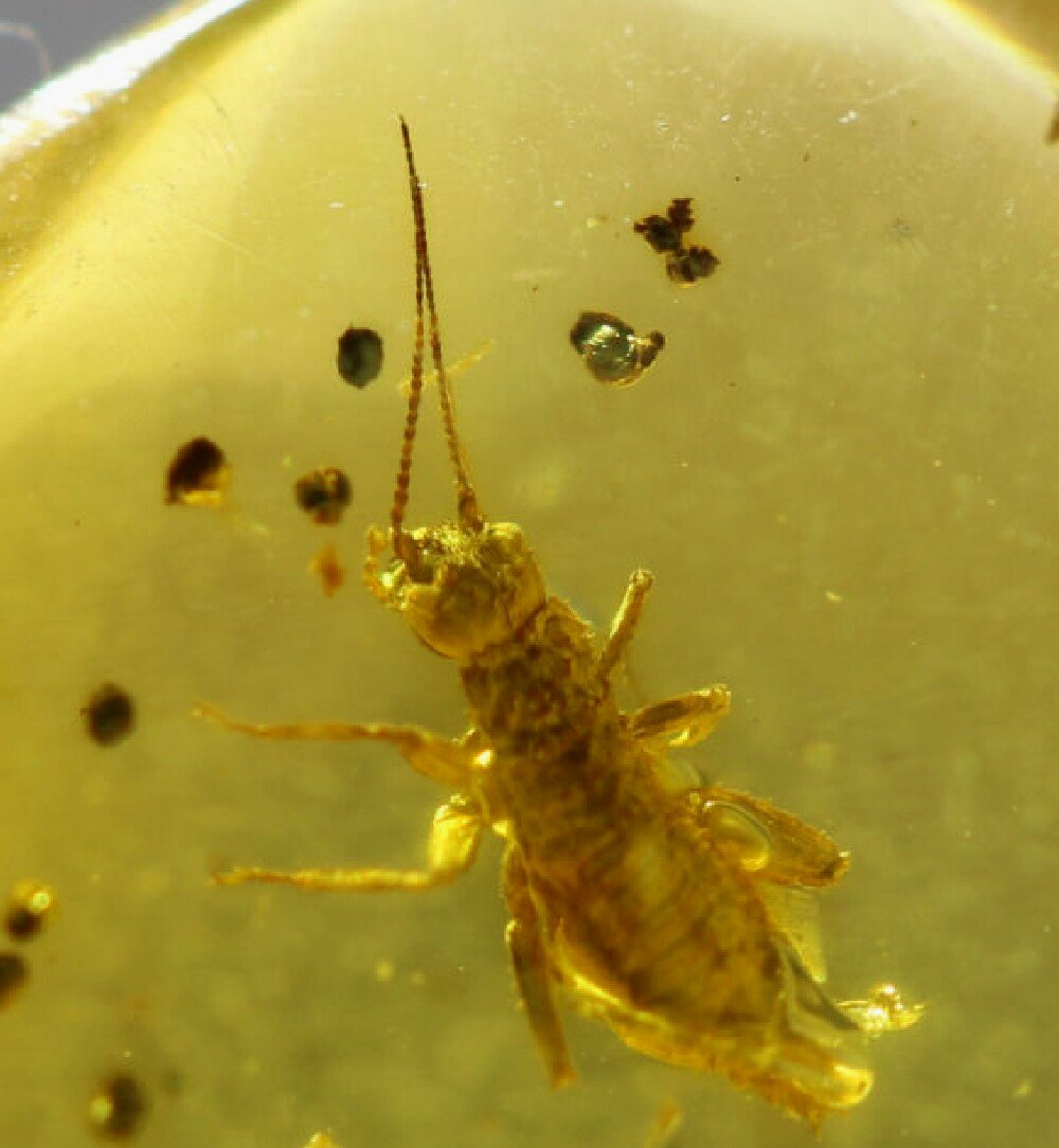 Cricket in Cretaceous Fossil Amber