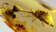 Lacewing, Bristletail, and Beetle Association in Cretaceous Fossil Amber 