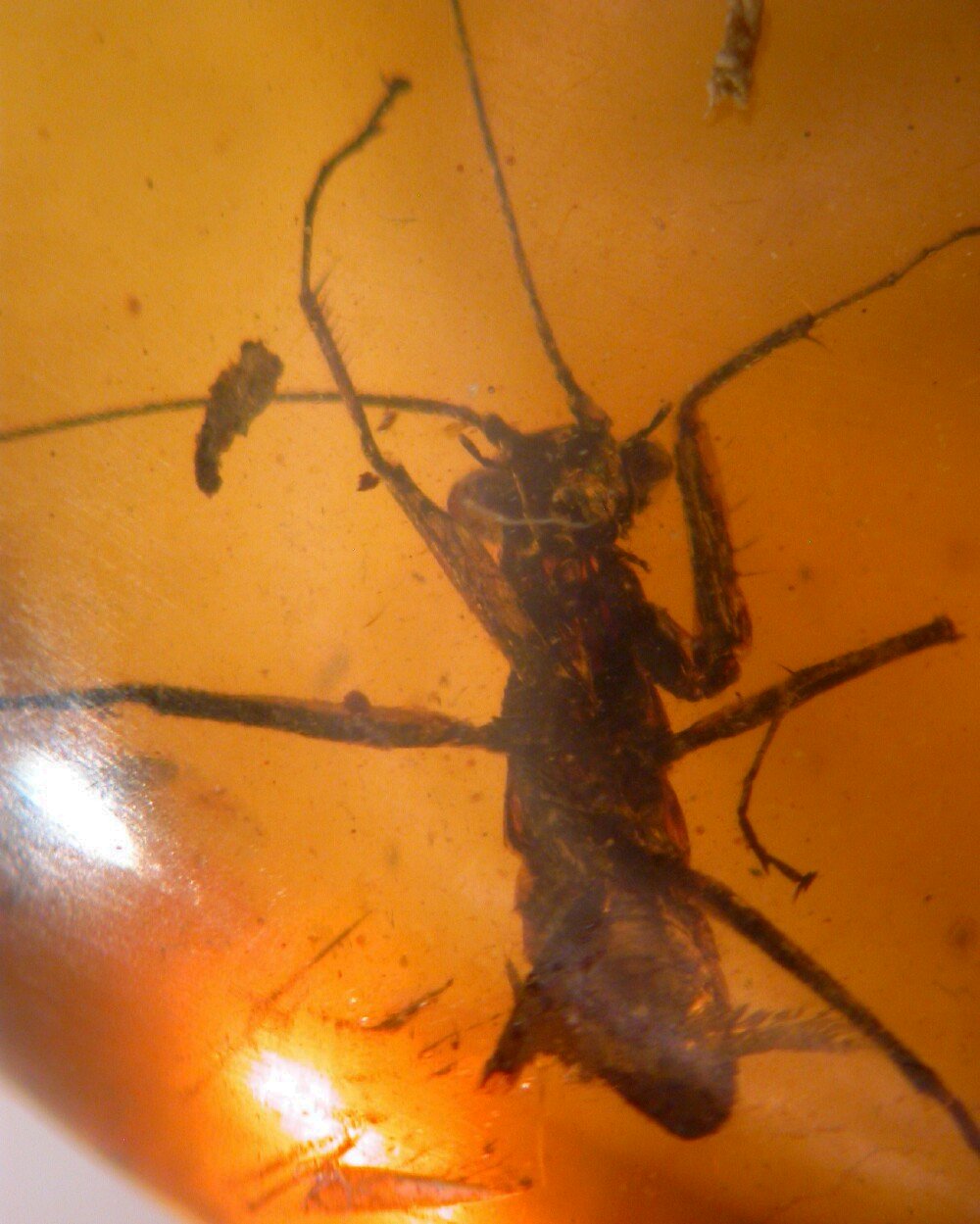 Preying Mantis in Cretaceous Fossil Amber