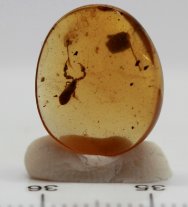 RARE Pseudoscorpion in Cretaceous Fossil Amber