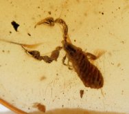 Pseudoscorpion in Cretaceous Fossil Amber
