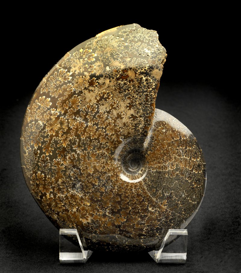 Placenticeras Pierre Shale Ammonite