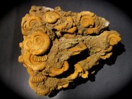 Dactylioceras athleticum Ammonites