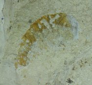 Dicranocaris guntherorum Cambrian Explosion Fossil from the Utah Marjum Formation