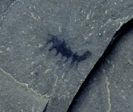 Hallucigenia Lobopodian Fossil