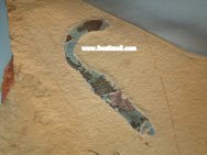cambrian worm fossil