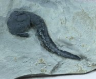 Castericystis Carpoid Fossil