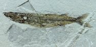 Sphyraena bolcencis Museum Fish Fossil