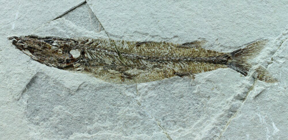 Sphyraena bolcencis Fish Fossil
