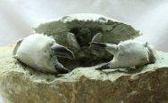 Harpactocarcinus punctulatus Crab Fossil