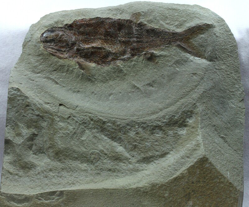 Wendichthys lautreci Paleozoic Fish Fossil