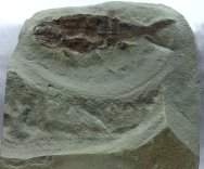 Wendichthys lautreci Paleozoic Fossil Fish