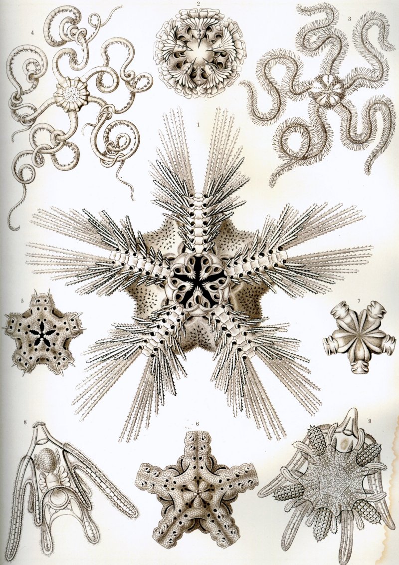 Brittle stars