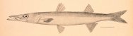 Sphyraena borealis Barracuda
