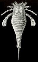 Sea Scorpion Scientific Illustration