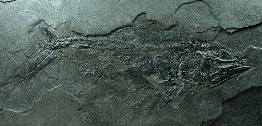 Pachycormus Holzmaden Fish Fossil