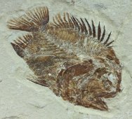 Plesioberyx maximus Fish Fossil