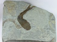 Lanarkia Thelodontiformes Fish Fossil