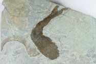 Shielia taiti Thelodont Fish Fossil