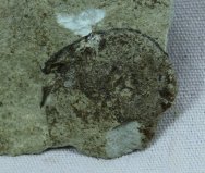 Witaaspis Silurian Jawless Fish Fossil