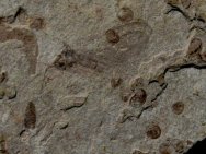 Lacewing Insect Fossil from Yixian Formation