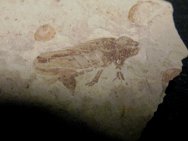 Cretaceous Leafhopper Insect Fossil from Yixian Formation