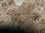 Fulgoridae Insect Fossil 