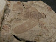 Fulgorid Fossil