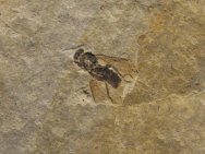 Wasp Insect Fossil