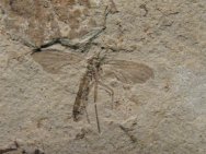 Cretaceous Gnat Insect Fossil from Yixian Formation