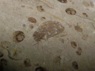 Lacewing Insect Fossil