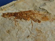 Lacewing Fossil