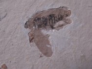 Liaoning Cretaceous Blattaria Insect Fossil