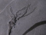 Eocrinoid