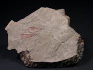 Hyolithid Fossils