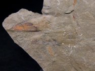 Hyolithid Fossils