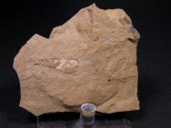 Pioche  Hyolithid Fossils