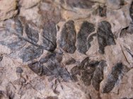 Neuropteris Seed Fern Fossil 