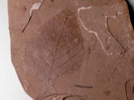 Alnus Fossil Leaf