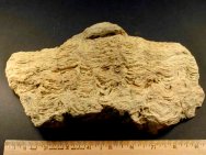 Natural Ordovician Stromatolite