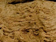 Natural Cryptozoon rosemontensis Stromatolites