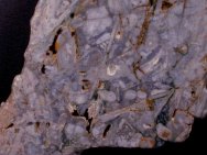 Brecciated Stromatolite