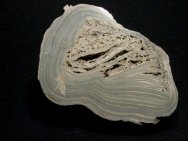 Modern Stromatolites from Marion Bay