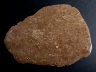 Girvanella Stromatolites