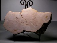 Conophyton Stromatolites Colony