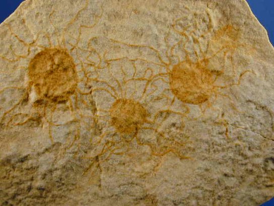 precambrian jellyfish fossils