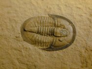 Cedaria minor Fossil Trilobite